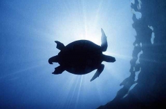 Green Turtle (Chelonia mydas) Green Turtle (Chelonia mydas)