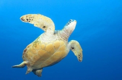 Green Turtle (Chelonia mydas) Green Turtle (Chelonia mydas)