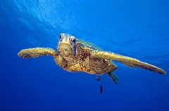 Green Turtle (Chelonia mydas) Green Turtle (Chelonia mydas)