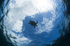 Green Turtle (Chelonia mydas) Green Turtle (Chelonia mydas)