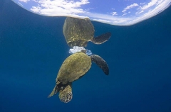 Green Turtle (Chelonia mydas) Green Turtle (Chelonia mydas)