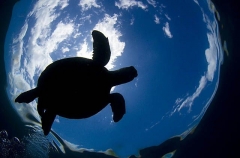 Green Turtle (Chelonia mydas) Green Turtle (Chelonia mydas)