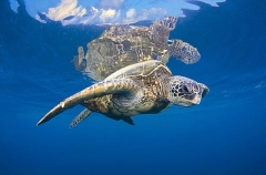 Green Turtle (Chelonia mydas) Green Turtle (Chelonia mydas)