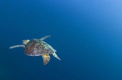 Green Turtle (Chelonia mydas) Green Turtle (Chelonia mydas)