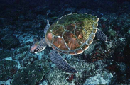 Green Turtle (Chelonia mydas) Green Turtle (Chelonia mydas)