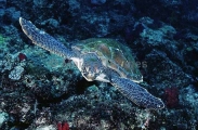 Green Turtle (Chelonia mydas) Green Turtle (Chelonia mydas)