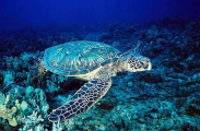 Green Turtle (Chelonia mydas)