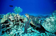 Green Turtle (Chelonia mydas)
