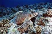 Green Turtle (Chelonia mydas) Green Turtle (Chelonia mydas)