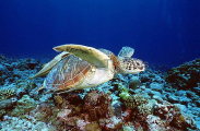 Green Turtle (Chelonia mydas) Green Turtle (Chelonia mydas)