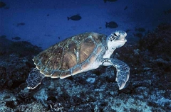 Green Turtle (Chelonia mydas) Green Turtle (Chelonia mydas)