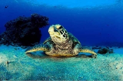Green Turtle (Chelonia mydas) Green Turtle (Chelonia mydas)