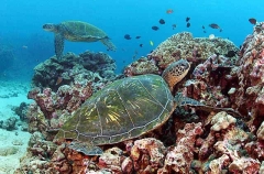 Green Turtle (Chelonia mydas) Green Turtle (Chelonia mydas)