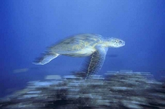 Green Turtle (Chelonia mydas) Green Turtle (Chelonia mydas)
