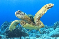 Green Turtle (Chelonia mydas) Green Turtle (Chelonia mydas)