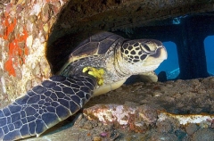 Green Turtle (Chelonia mydas) Green Turtle (Chelonia mydas)