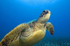 Green Turtle (Chelonia mydas) Green Turtle (Chelonia mydas)