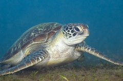 Green Turtle (Chelonia mydas) Green Turtle (Chelonia mydas)