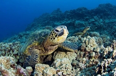 Green Turtle (Chelonia mydas) Green Turtle (Chelonia mydas)