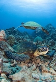 Green Turtles (Chelonia mydas) Green Turtles (Chelonia mydas)