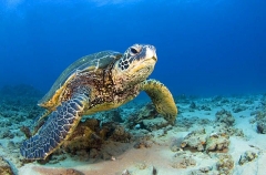 Green Turtle (Chelonia mydas) Green Turtle (Chelonia mydas)