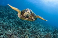 Green Turtle (Chelonia mydas) Green Turtle (Chelonia mydas)