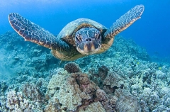 Green Turtle (Chelonia mydas) Green Turtle (Chelonia mydas)