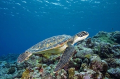 Green Turtle (Chelonia mydas) Green Turtle (Chelonia mydas)