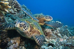 Green Turtles (Chelonia mydas) Green Turtles (Chelonia mydas)