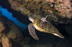 Green Turtle (Chelonia mydas) Green Turtle (Chelonia mydas)