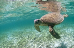 Green Turtle (Chelonia mydas) Green Turtle (Chelonia mydas)