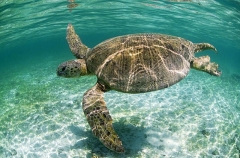 Green Turtle (Chelonia mydas) Green Turtle (Chelonia mydas)