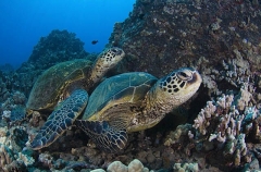 Green Turtles (Chelonia mydas) Green Turtles (Chelonia mydas)