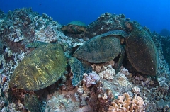 Green Turtles (Chelonia mydas) Green Turtles (Chelonia mydas)