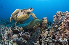 Green Turtles (Chelonia mydas) Green Turtles (Chelonia mydas)