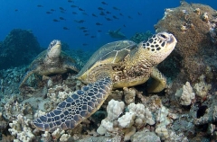 Green Turtles (Chelonia mydas) Green Turtles (Chelonia mydas)