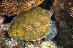 Green Turtle (Chelonia mydas) Green Turtle (Chelonia mydas)