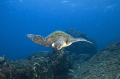 Green Turtle (Chelonia mydas) Green Turtle (Chelonia mydas)