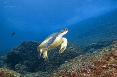 Green Turtle (Chelonia mydas) Green Turtle (Chelonia mydas)