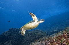 Green Turtle (Chelonia mydas) Green Turtle (Chelonia mydas)