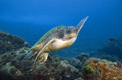 Green Turtle (Chelonia mydas) Green Turtle (Chelonia mydas)