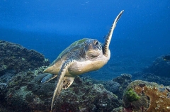 Green Turtle (Chelonia mydas) Green Turtle (Chelonia mydas)