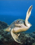 Green Turtle (Chelonia mydas) Green Turtle (Chelonia mydas)