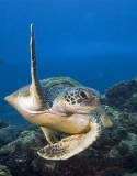 Green Turtle (Chelonia mydas) Green Turtle (Chelonia mydas)