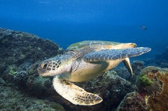 Green Turtle (Chelonia mydas) Green Turtle (Chelonia mydas)
