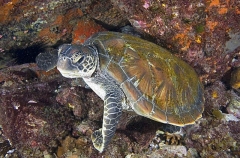 Green Turtle (Chelonia mydas) Green Turtle (Chelonia mydas)