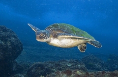 Green Turtle (Chelonia mydas) Green Turtle (Chelonia mydas)