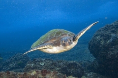 Green Turtle (Chelonia mydas) Green Turtle (Chelonia mydas)