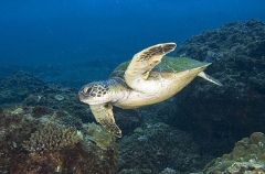 Green Turtle (Chelonia mydas) Green Turtle (Chelonia mydas)