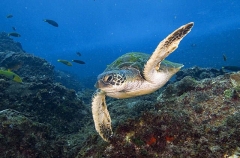 Green Turtle (Chelonia mydas) Green Turtle (Chelonia mydas)